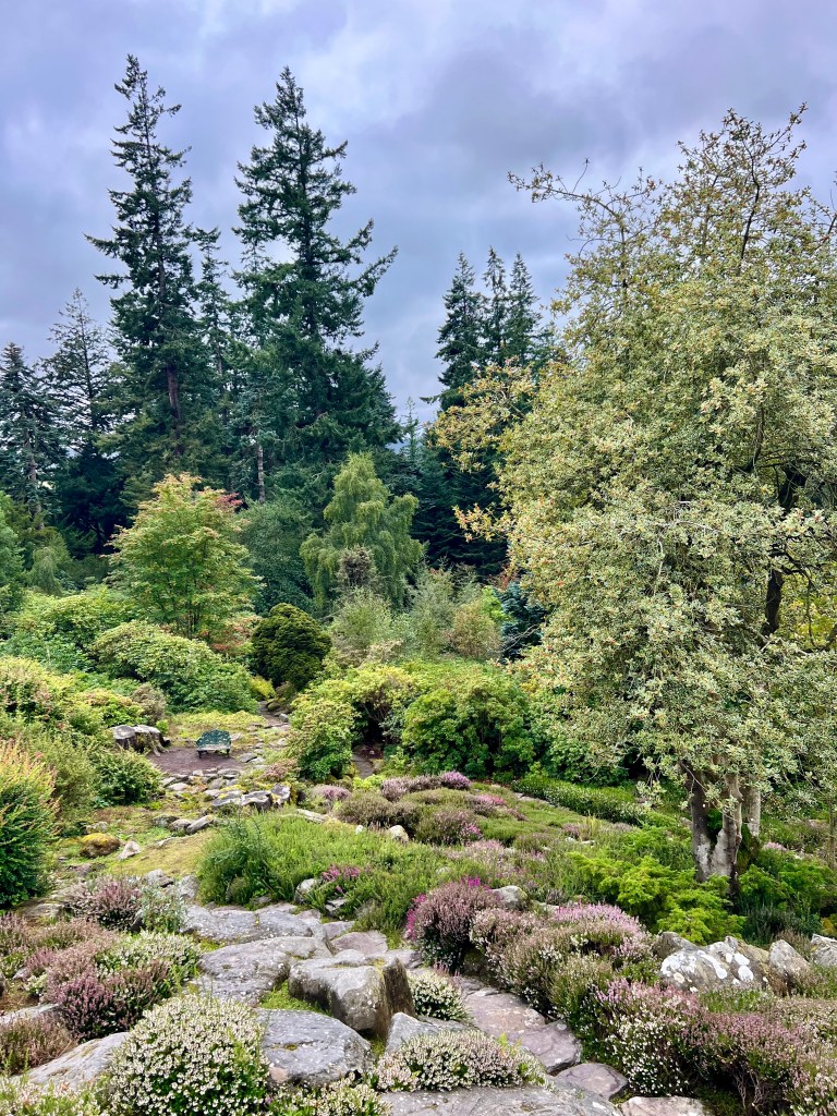 The rock garden with several trees and heathers. 