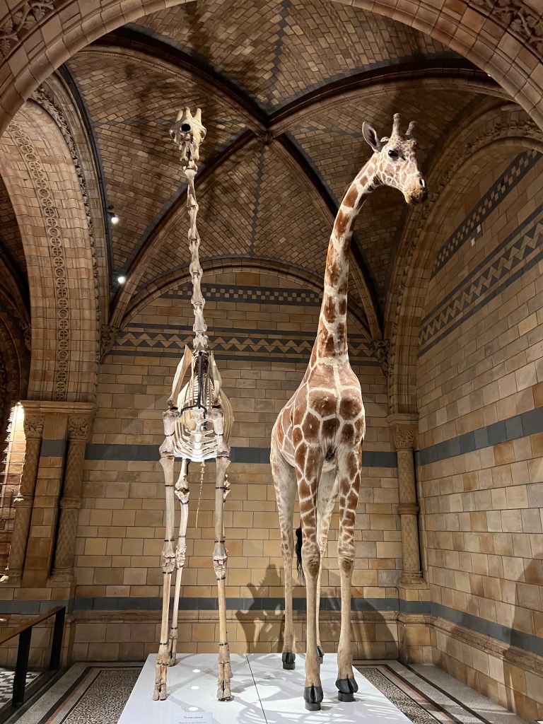 The skeleton of a giraffe and a taxidermy giraffe stood next to each other.