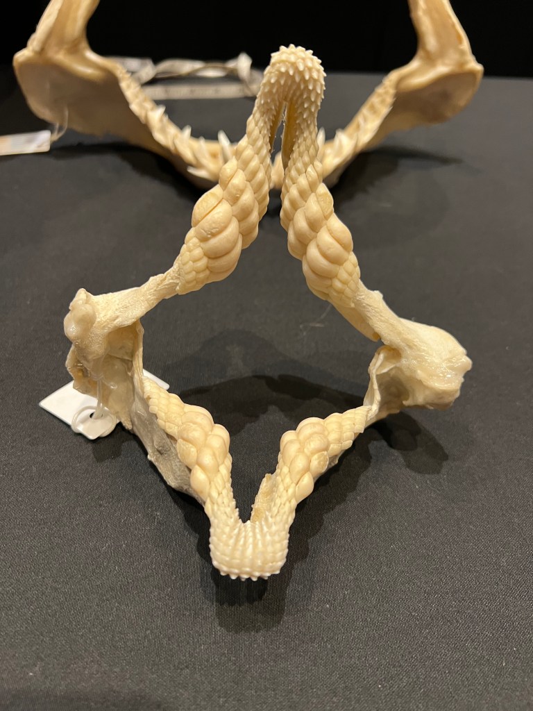A shark jaw bone.