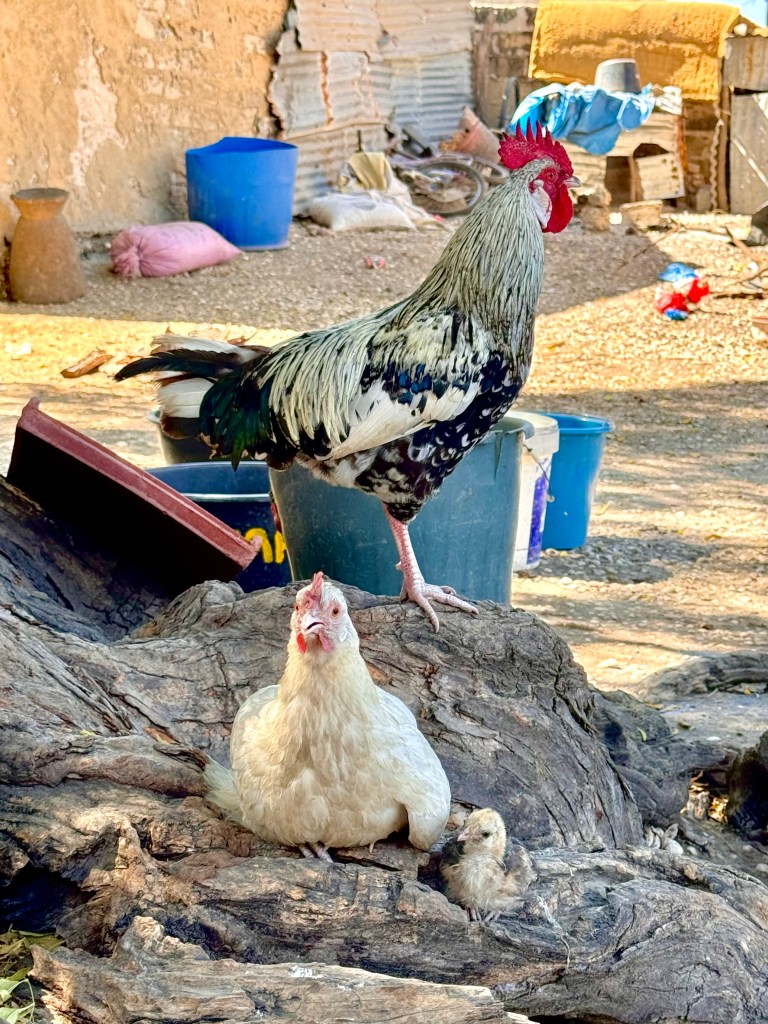 A large rooster stands on the roots of a tree with buckets and cooking equipment in the background. In from of the rooster is a white chicken laying down with a tiny chick next to her. 