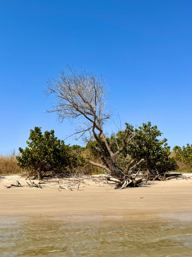 A cluster of trees on the beach with the water in the foreground. 