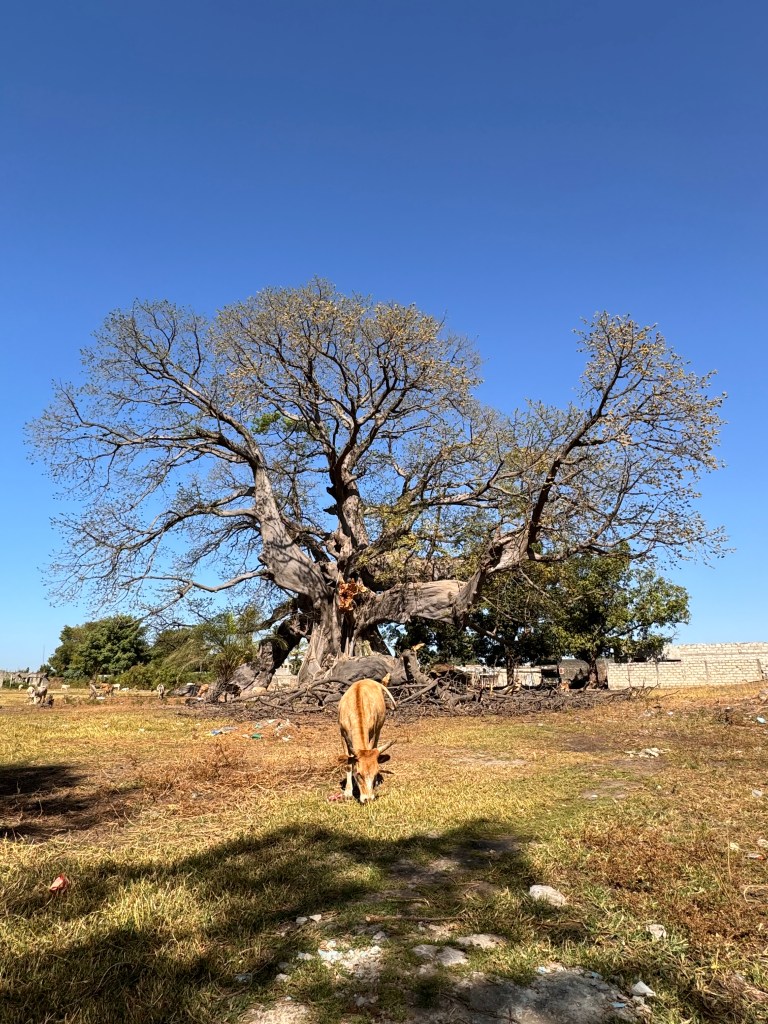 A large cotton tree in the background with a yellow cow grazing in the foreground. 