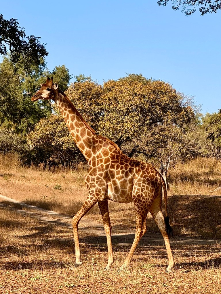A giraffe walks through the undergrowth with trees behind it. 