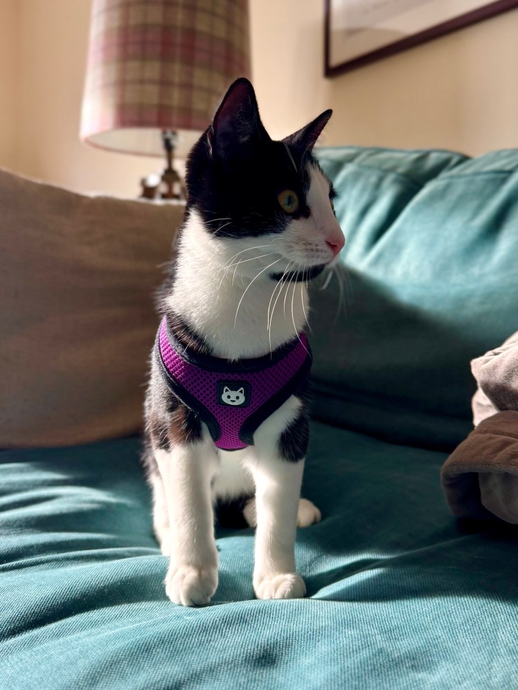 A black and white cat wearing a purple harness sat on a teal coloured sofa. 